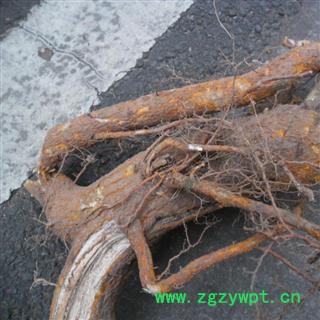 穿破石，铁秤砣树根 统货 产地 四川省成都市双流县图4