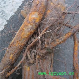 穿破石，铁秤砣树根 统货 产地 四川省成都市双流县图3