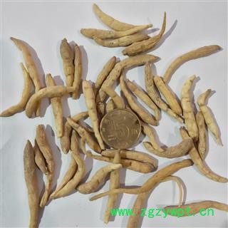 太子参 太子参大选200 产地 贵州省图2