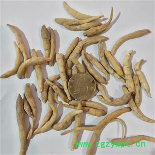 太子参 太子参大选200 产地 贵州省图3