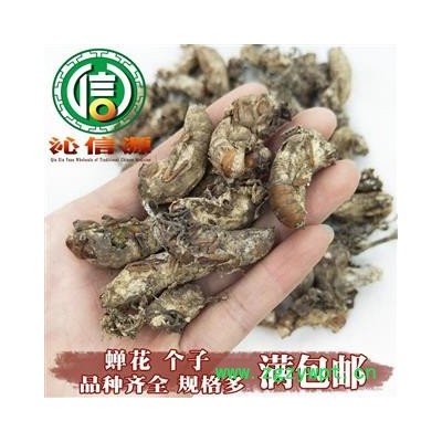 【满包邮】金蝉花个子统货散装产地直供蚕花沁信源中药批发