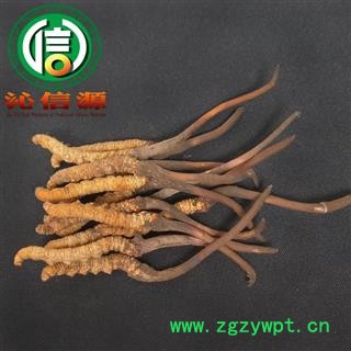 【满包邮】3月产新新鲜虫草本色货0.5~0.7克/根散装产地直供冬虫夏草沁信源中药批发图2