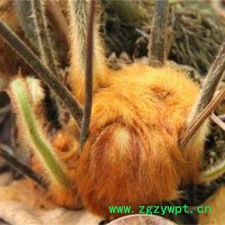 秦岭中药材金毛狗脊 手工切片 日晒无硫500g图4