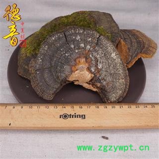 【满包邮】桑黄 统 别名桑上寄生、胡孙眼、桑黄菇、针层孔菌、梅树菌图4