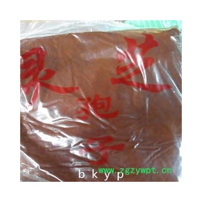 灵芝孢子  统 粉