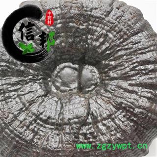 灵芝黑灵芝江西优质黑灵芝1公斤起售欢迎选购一手货源合作共赢专注品质，诚信信邦！图2