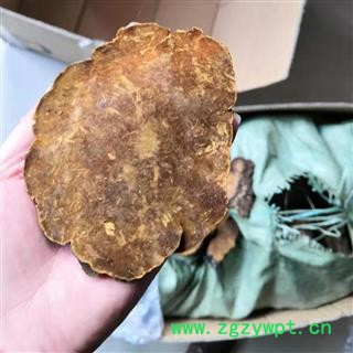 新辉药业正品桑黄 桑树桑黄 西藏桑黄图3