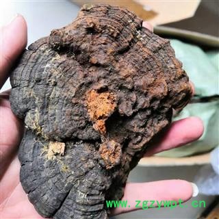 新辉药业正品桑黄 桑树桑黄 西藏桑黄图2