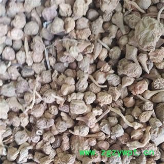 安祁名药珠儿参  扣子七 珠参  钮子七图3