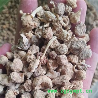 安祁名药珠儿参  扣子七 珠参  钮子七图2