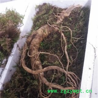 安祁名药人参 鲜参 保鲜参 活性参 鲜土参 各种规格图2