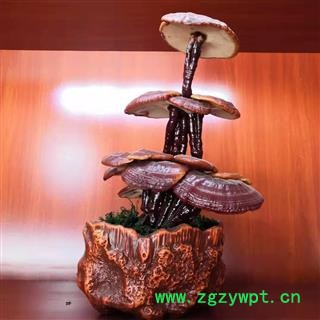 新辉药业灵芝 灵芝盆景 三层灵芝带盆工艺品图2