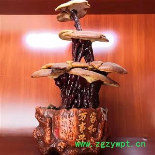 新辉药业灵芝 灵芝盆景 三层灵芝带盆工艺品图3