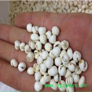 安祁名药川贝母 青贝 产地 四川省图2