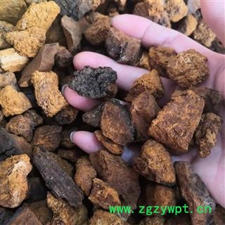 新辉药业白桦茸 纸筒精装100克/瓶图4