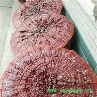 新辉药业中药材灵芝  大红花灵芝图2