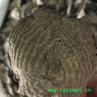 安安祁名药正品紫茉莉根 入地老鼠图3
