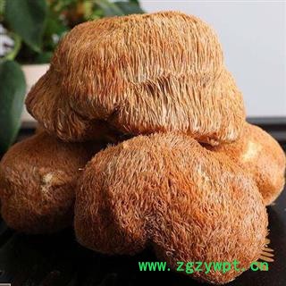 猴头菌 猴头菇正品保证质量 7天无理由退货退款 中药材批发 丽丽药业图3