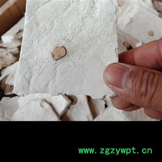 茯神精品茯神片片见神正品保证实图拍照 中药材批发 丽丽药业图2