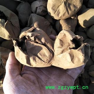 马勃 白马勃正品保证质量7天无理由退货退款 安品堂图3