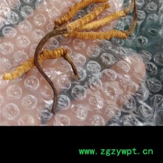 丽丽药业 冬虫夏草3条一克 中药材批发 正品保证实图拍照7天无理由退货退款图3