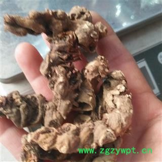 安祁名药八角莲 独角莲 金魁莲 实物拍摄图2