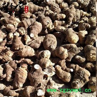 重楼 云南滇重楼 纯粉质选货大个产地直销图2