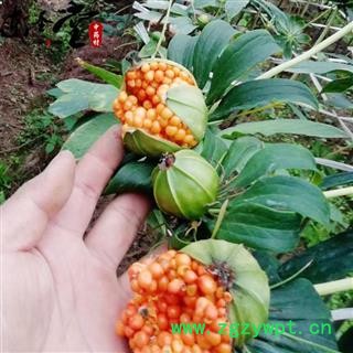 重楼 云南滇重楼 纯粉质选货大个产地直销图4