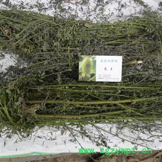 山菜子 统货 产地 四川省成都市双流县图4