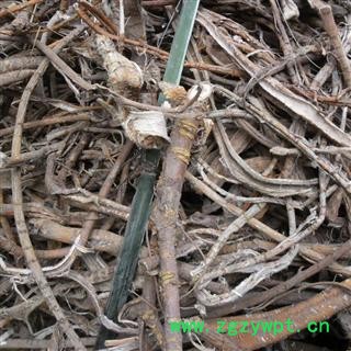 桑白皮 统 产地 四川省成都市双流县 库存 100公斤可售图3