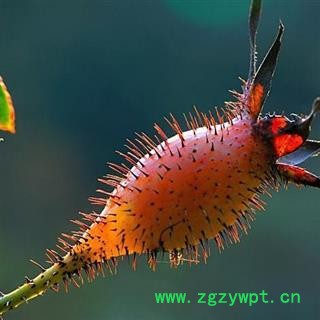 正品金樱子根 秦岭野生优质刺梨根 山民自刨 手工切片 日晒无硫500g图2