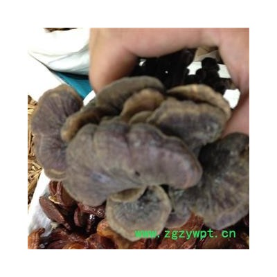 灵芝 个 产地 山东省