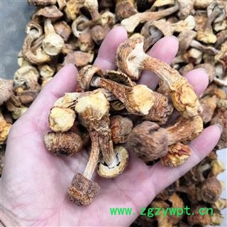 新辉药业优质   松茸姬松茸图2