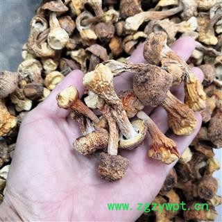 新辉药业优质   松茸姬松茸图4