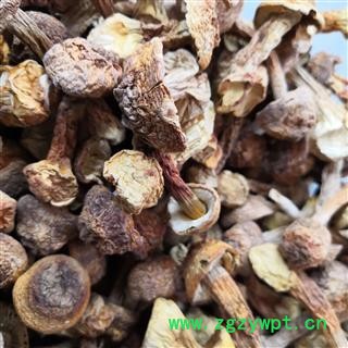 新辉药业优质   松茸姬松茸图3