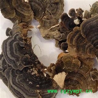 新辉药中药材业云芝  新货无硫图2