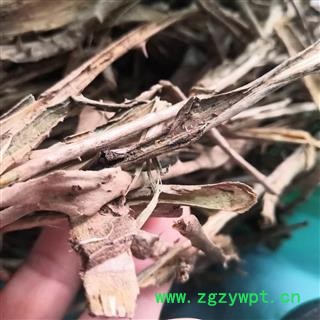 安祁名药楤木皮  刺老芽皮图2