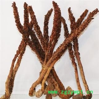 安祁名药大花列当 草苁蓉 不老草图2