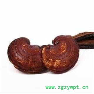 灵芝 统 产地 安徽  华美中药 品质保证图2