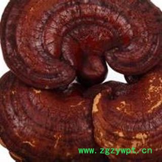 灵芝 统 产地 安徽  华美中药 品质保证图3