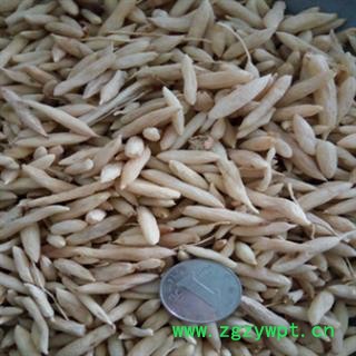 安祁名药麦冬湖北麦冬图2