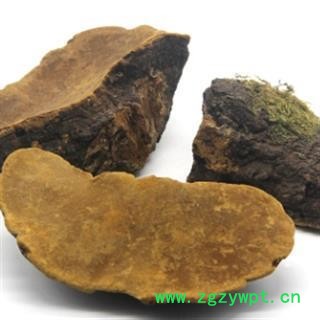 桑黄 野生灵芝菌 马蹄桑黄 正品保证质量7天无理由退货退款 华安堂图2