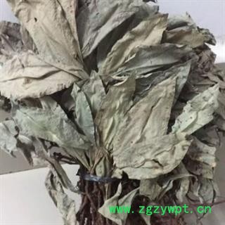 安祁名药优质野生卡琪花蒂玛 马来西亚纯天然野生图2