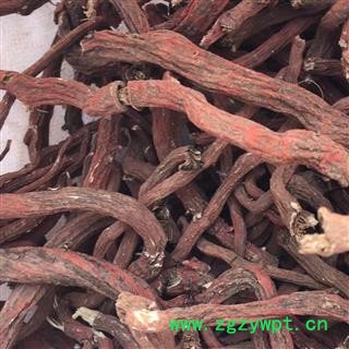 安祁名药丹参 丹参条图2