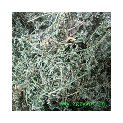 萹蓄 青统货 产地 四川省成都市双流县 库存 200公斤可售