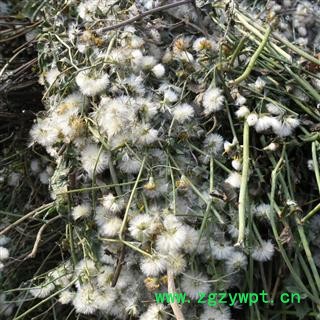 千里光 统货 产地 四川省成都市双流县 库存 1000公斤可售图2