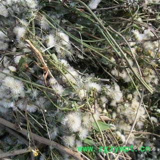 千里光 统货 产地 四川省成都市双流县 库存 1000公斤可售图3