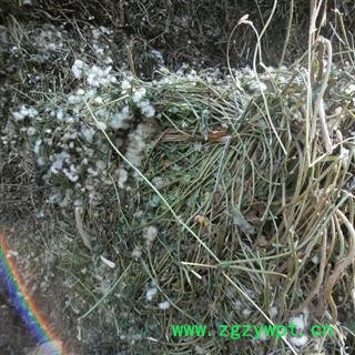 千里光 统货 产地 四川省成都市双流县 库存 1000公斤可售图4