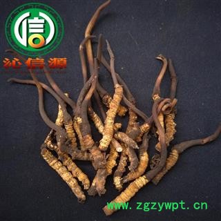 【满包邮】3月产新新鲜虫草本色货断草散装产地直供冬虫夏草断节草沁信源中药批发图2