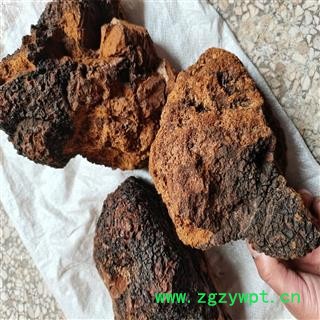 白桦茸 个 桦树茸 产地 黑龙江省双鸭山市 可打粉图3